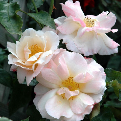 Cluster of white and pale pink roses with yellow centers and green leaves