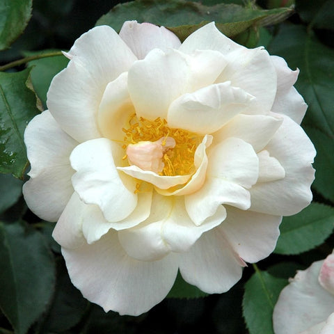 Single white rose flower with bright yellow center on leafy stems