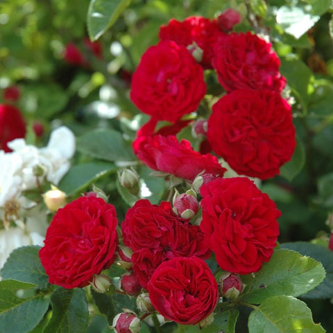 Chevy Chase rose plant with red rose heads and buds surrounded by green leaves