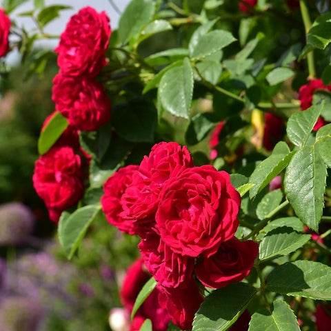 Chevy Chase rose plant close-up of red roses with glossy green leaves