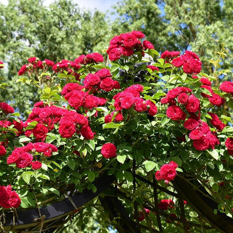 Chevy Chase rose plant with bright red blooms on a tall bush
