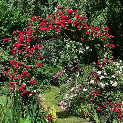 Chevy Chase rose plant with red rose-covered arch and surrounding blooms