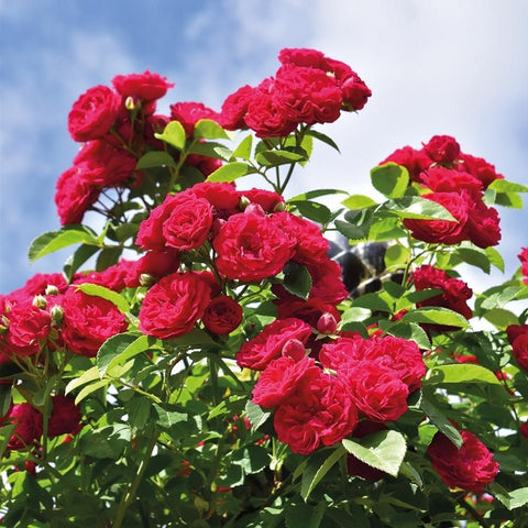 Chevy Chase rose plant with red rose clusters and green foliage on branches