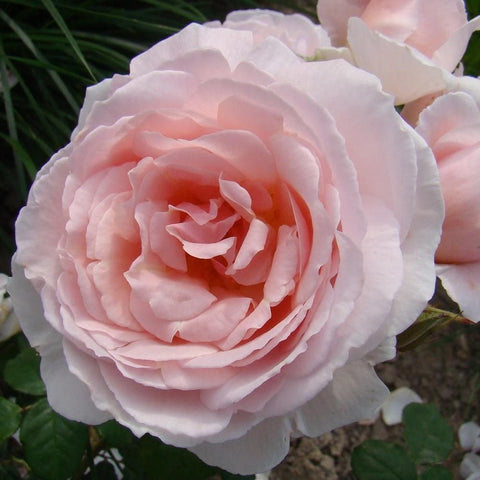 Caroline's Heart rose bloom, pale pink ruffled petals with peach center
