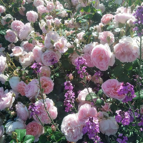 Caroline's Heart rose plant with pale pink blooms and purple flowers in garden