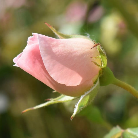 Caroline's Heart rose bud, pale pink petals with green stem and leaves