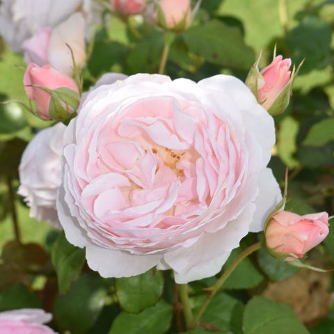 Caroline's Heart rose bloom, close-up pale pink petals and surrounding buds