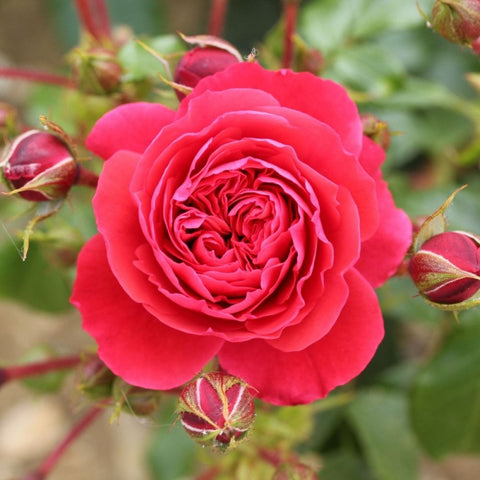 Cherry Girl rose plant: bright pink bloom with buds and green leaves