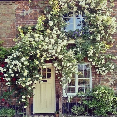 White climbing rose plant covering brick wall with flowers and green foliage