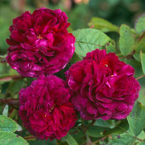 Rose plant with dark magenta double blooms and green leaves, clustered