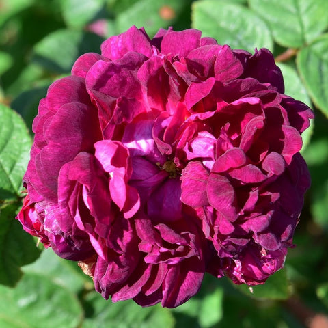 Rose plant with vivid pink-magenta double flower, close-up on petals