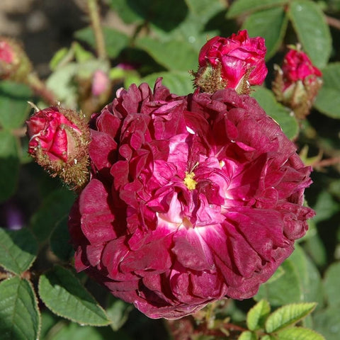 Rose plant with deep pink double bloom and red buds, surrounded by leaves