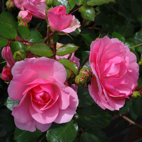 Cluster of pink rose flowers on green leafy branches