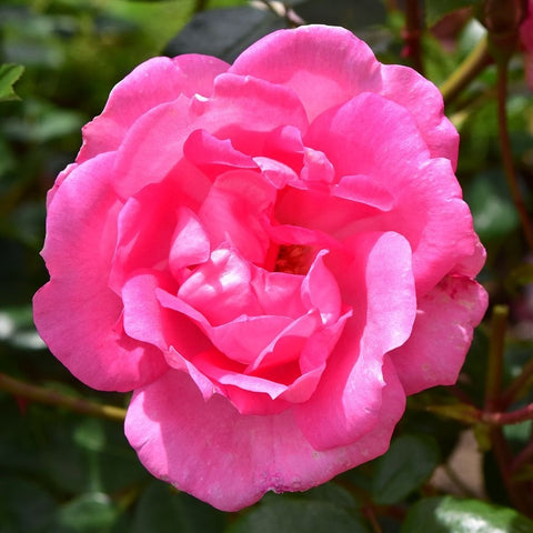 Pink rose bloom with layered petals and green leaves on a branching stem