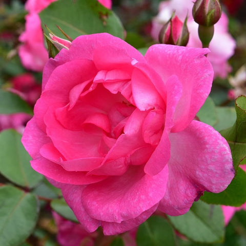 Pink double rose bloom with tight petal layers and nearby buds