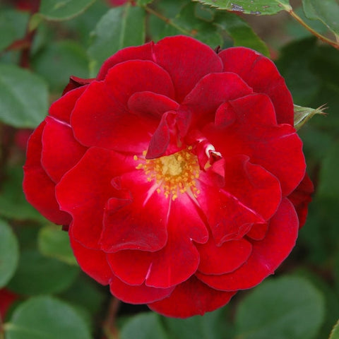 Red rose bloom with ruffled petals and yellow center