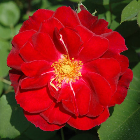 Red rose bloom close-up with yellow center and bright petals