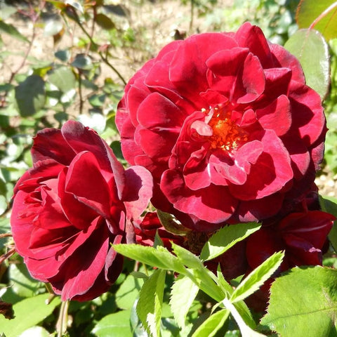Two red rose blossoms on stems with green leaves