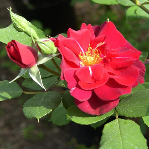Red rose blossom and green buds on leafy stem