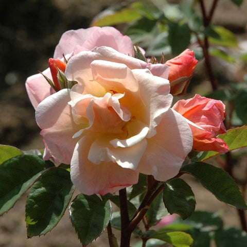 Pink-and-white rose bloom with red buds and green leaves on a bare-root rose plant
