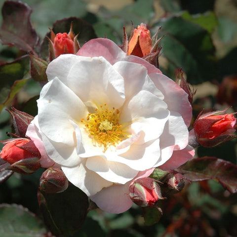 White rose bloom with pale pink edges, surrounded by red rose buds and green leaves