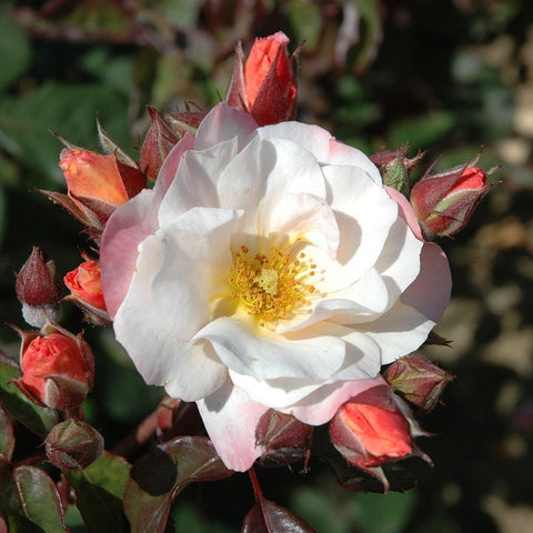 White rose bloom with yellow center, with red buds and green foliage around it