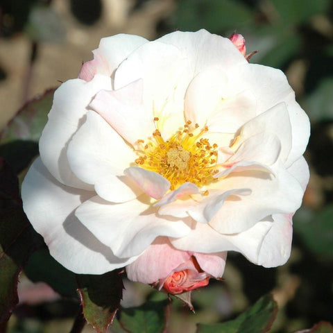 Large white rose bloom with yellow center, plus pink buds and green leaves on stems