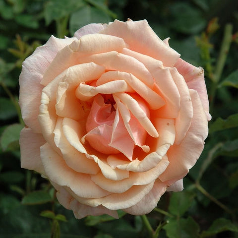 Cream and light peach rose bloom with layered petals