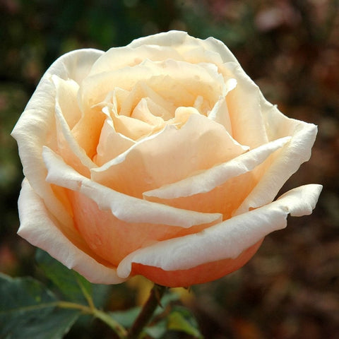 White and peach rose flower with open center and ruffled petals