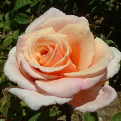 Pale peach rose bloom with layered petals and visible outer ruffle