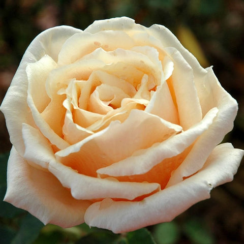 Cream rose flower with peach highlights and tightly layered petals