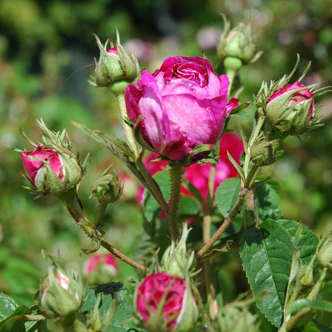 Hot pink rosebud and open bloom on green thorny stems with leaves