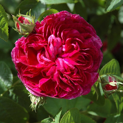 Ruffled hot pink rose bloom with green leaves and buds on a stem