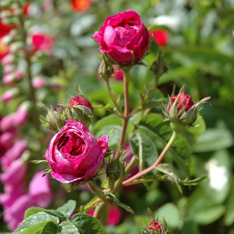 Hot pink rose buds and a small open rose on a leafy stem