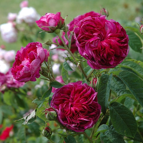 Cluster of hot pink rose blooms with buds and serrated green leaves