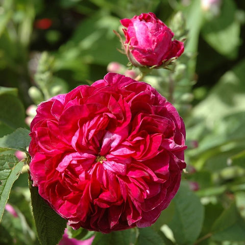 Large ruffled hot pink rose bloom with dark green leaves