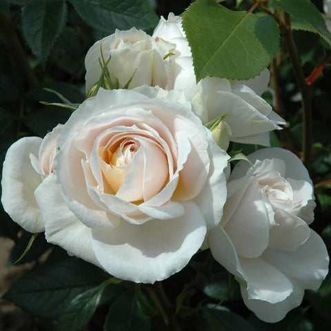Cream-white rose blooms with layered petals and green leaves on stems