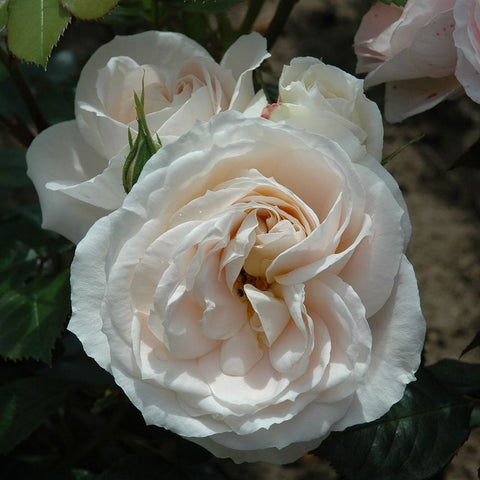 Cream-white rose flower with layered petals and a peach-toned center