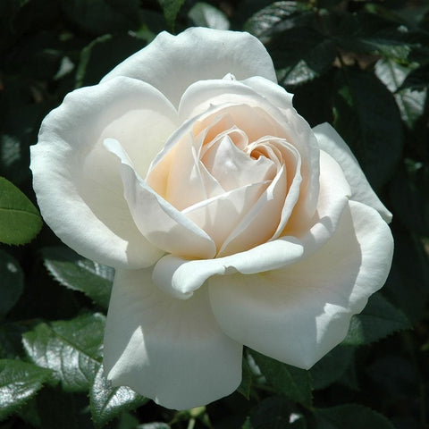 Large white rose bloom with peach center and dark green leaves