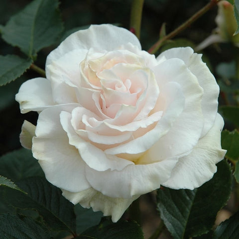 Cream-white rose with soft blush center and layered petals, close-up