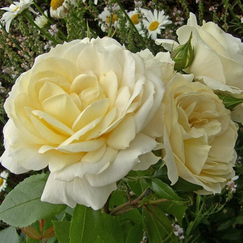 Cream rose blooms with layered petals and green leaves