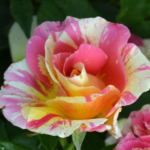 Pink and cream rose blooms with speckled petals and curled petals, green leaves