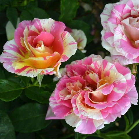 Cluster of pink and cream speckled roses with green leaves