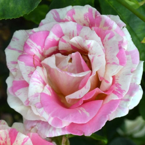 Pink and cream striped climbing rose bloom with cupped layered petals