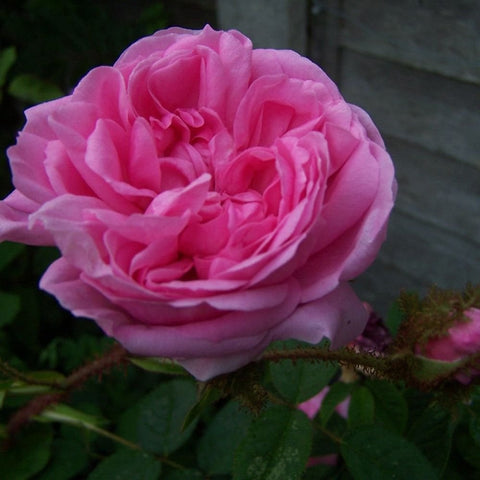 Pink rose bloom with layered petals and green leaves on thorny stems