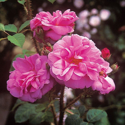 Cluster of pink rose flowers on thorny branches with green leaves