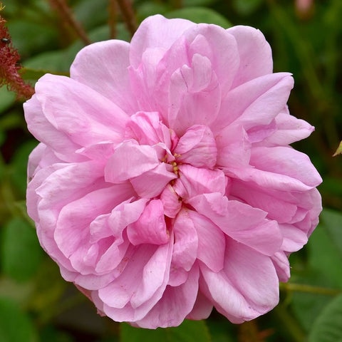 Light pink rose flower with full, layered petals and green foliage