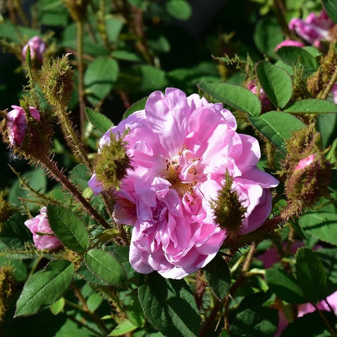 Pink rose bloom among dark green leaves and fuzzy, mossy seed heads