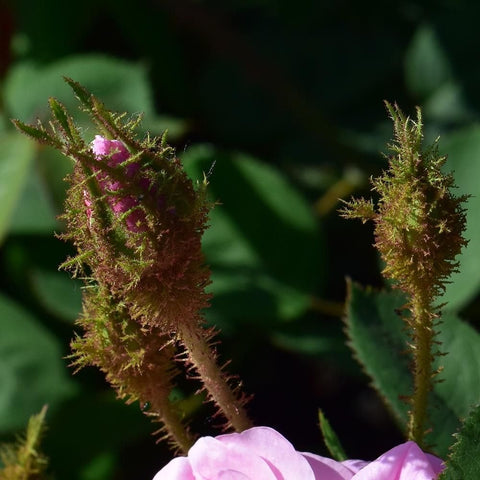 Fuzzy brown seed heads on thorny stems with a small pink rose bloom