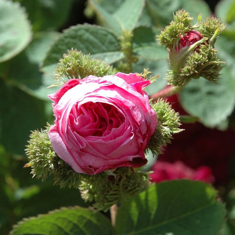 Pink rose bud with ruffled double petals and green spiky calyx on stem